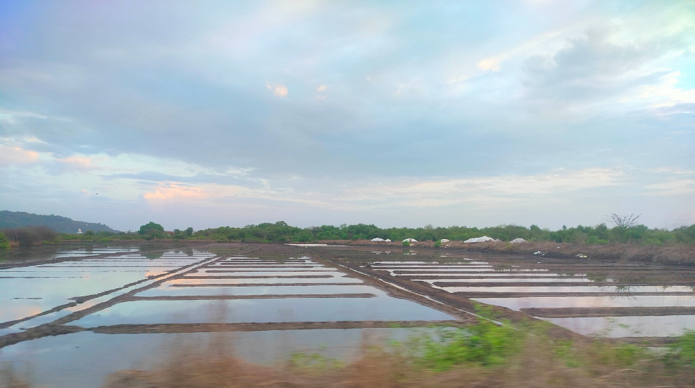 Unexpected Rainfall Hits Uttan’s Salt Pans